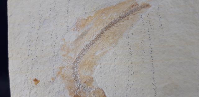Tharsis dubius (BLAINVILLE 1818) - Bild &copy; FossNet FossilienStore
